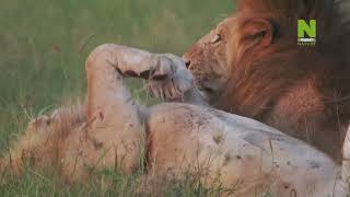 Львы и гиены: хозяева смерти, хранители жизни.