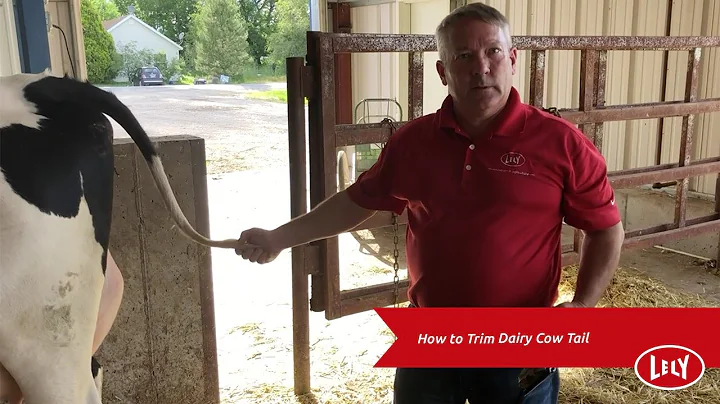 How to Trim Dairy Cow Tail