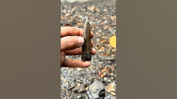 We Collected Two SQUID Fossils! 🦑