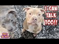 Pitbull learning how to talk from the best on youtube his brother zeusy the talking pitty