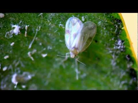 Video: Fluturimi I Bezdisshëm Whitefly