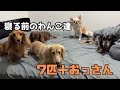 【犬７頭と暮らすおっさん】寝室好き過ぎ７頭の就寝準備