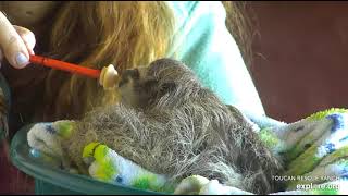 Rescued baby sloth Robin gets some nice scritches from Miss Leslie!  🤗🤗🥰  Recorded: 04\/09\/23