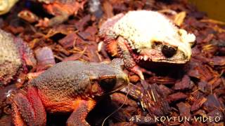 © 4К  Шлемоголовая жаба Bufo galeatus ⁄⁄ The bony headed toad