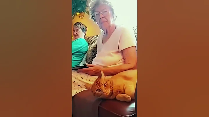 #90 Funny Cat videos#meowing#memes #cute