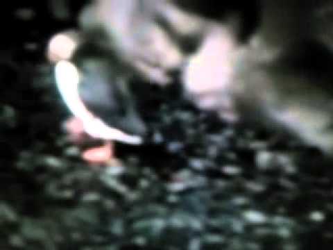 camera iphone 8 plus apk Fiercest Birds Puffin