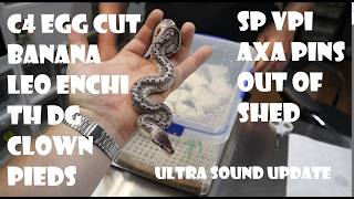 C4-26 EGG CUT BANANA LEO ENCHI TH DG CLOWN PIEDS AND SP VPI AXANTHIC HET CLOWN PINS OUT OF SHED