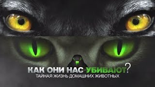 Как Они Нас Убивают Тайная Жизнь Домашних Животных