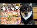 極小豆柴(成犬)のドッグフードは？種類・適正量・保存方法等をチェック！【柴犬】Very small Shiba Inu dogs eating dog food