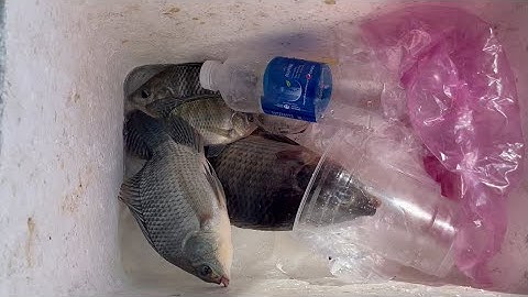 Hồ huyện đội Hóc Môn - lần đầu còn hơi non các bạn à...#câucávip #câuđài