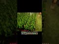 Farming in Minecraft #minecraft #relaxing #shorts