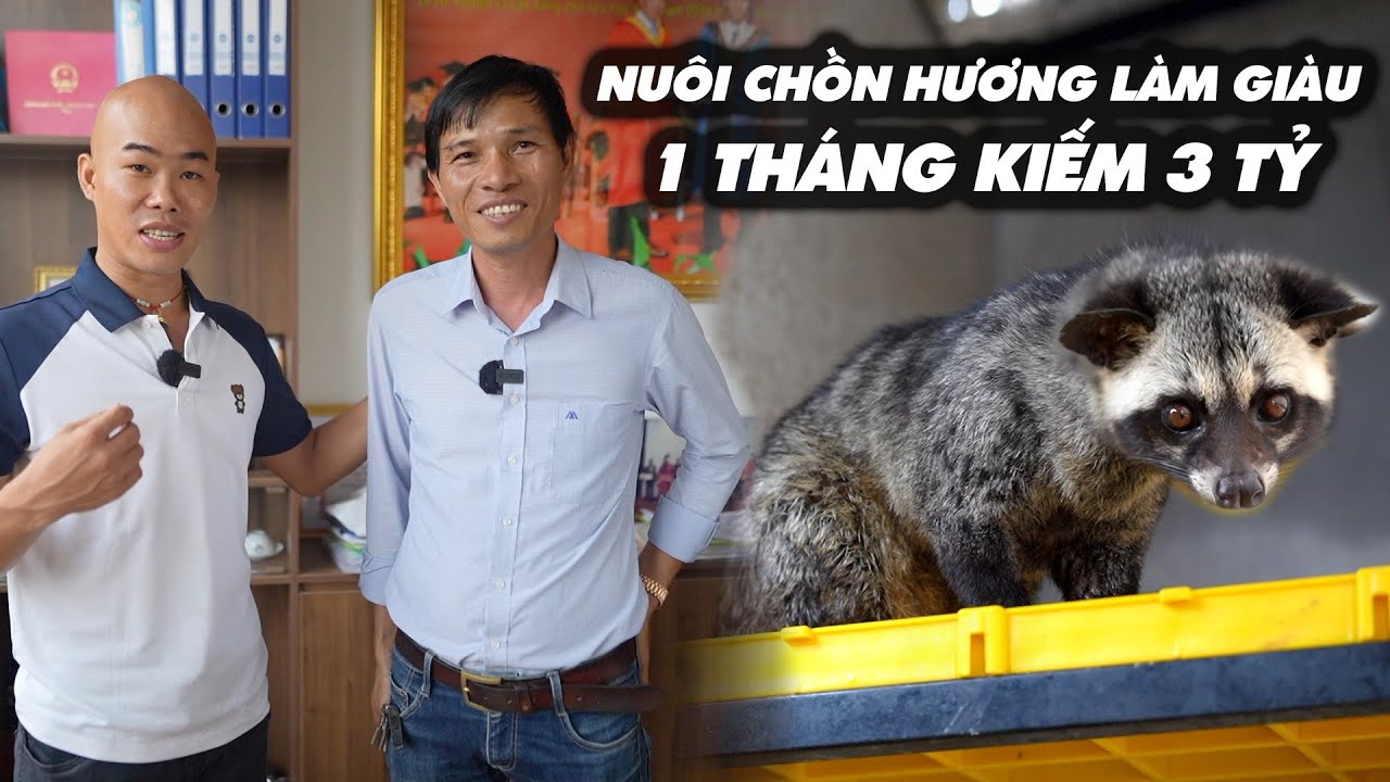 ANH NÔNG DÂN TRỞ THÀNH TỶ PHÚ NHỜ NUÔI CHỒN HƯƠNG| NÔNG DÂN LÀM GIÀU 1 THÁNG 3 TỈ