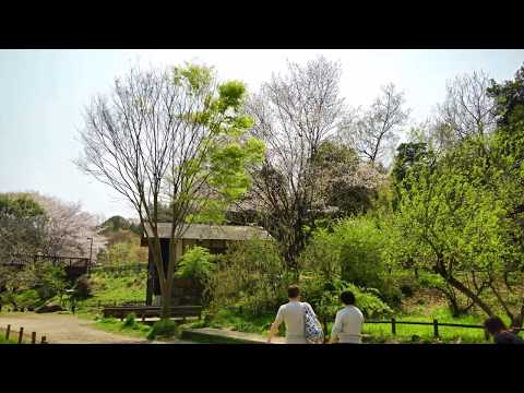 神奈川県 大和市 泉の森 桜