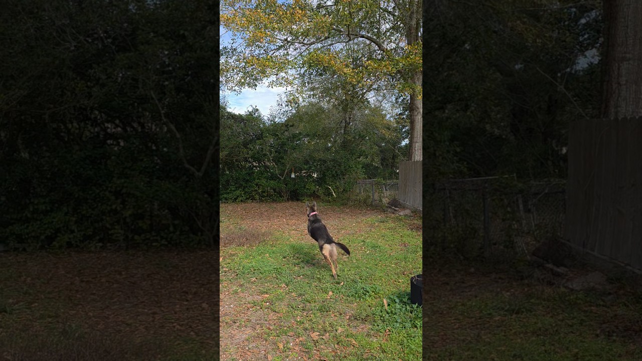 POV: Youre playing with Zelda 