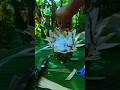 Instead of Plastic… A Stunning Coconut Leaf Flower Basket 😲 #skills #nature #FlowerBasket #Creation