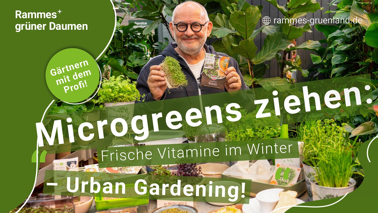 Microgreens ziehen: Frische Vitamine im Winter – Urban Gardening! 🌿