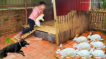 Terrifying Moment! Giant Python Invades Rabbit Farm – Brave Girl and Dog Save the Rabbits! 🐍🐇🐕