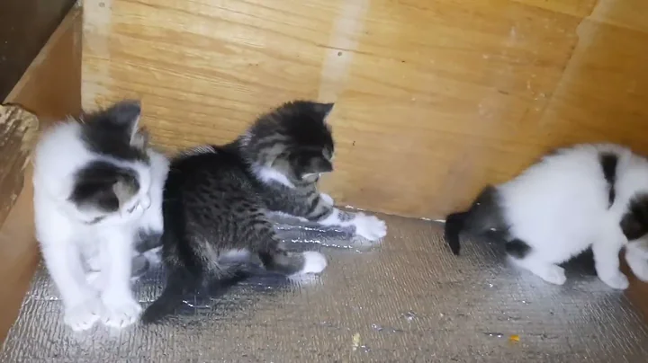 Watch the video about Happy kitten- Persian baby kitten playing
