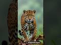 Amazon Jungle 🌳 | 3 सबसे खतरनाक जीव 😱| Dangerous Animals#AmazonJungle#DangerousAnimals#YouTubeShorts