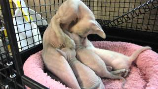 Peterbald Cat Licks Her 3-Week-Old Kittens While They Nurse by mkant69 2,160 views 11 years ago 1 minute, 42 seconds