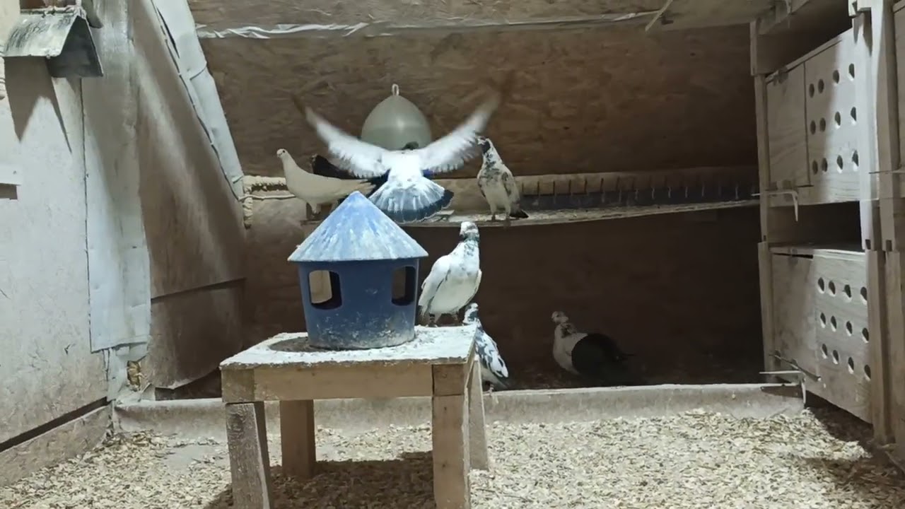 Типплеры 01.03.2026.