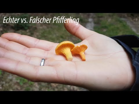 Video: Wie erkenne ich falsche Pfifferlinge?