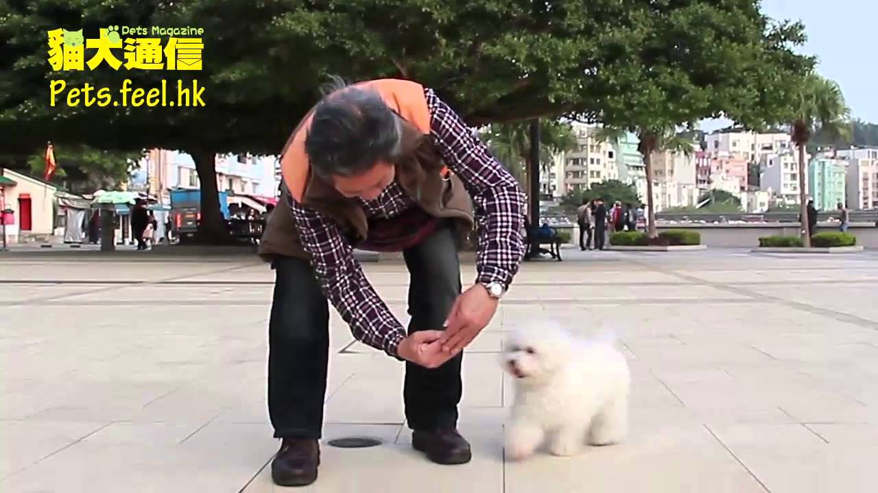 《貓犬通信》狗狗才藝表演－跳手圈 - YouTube