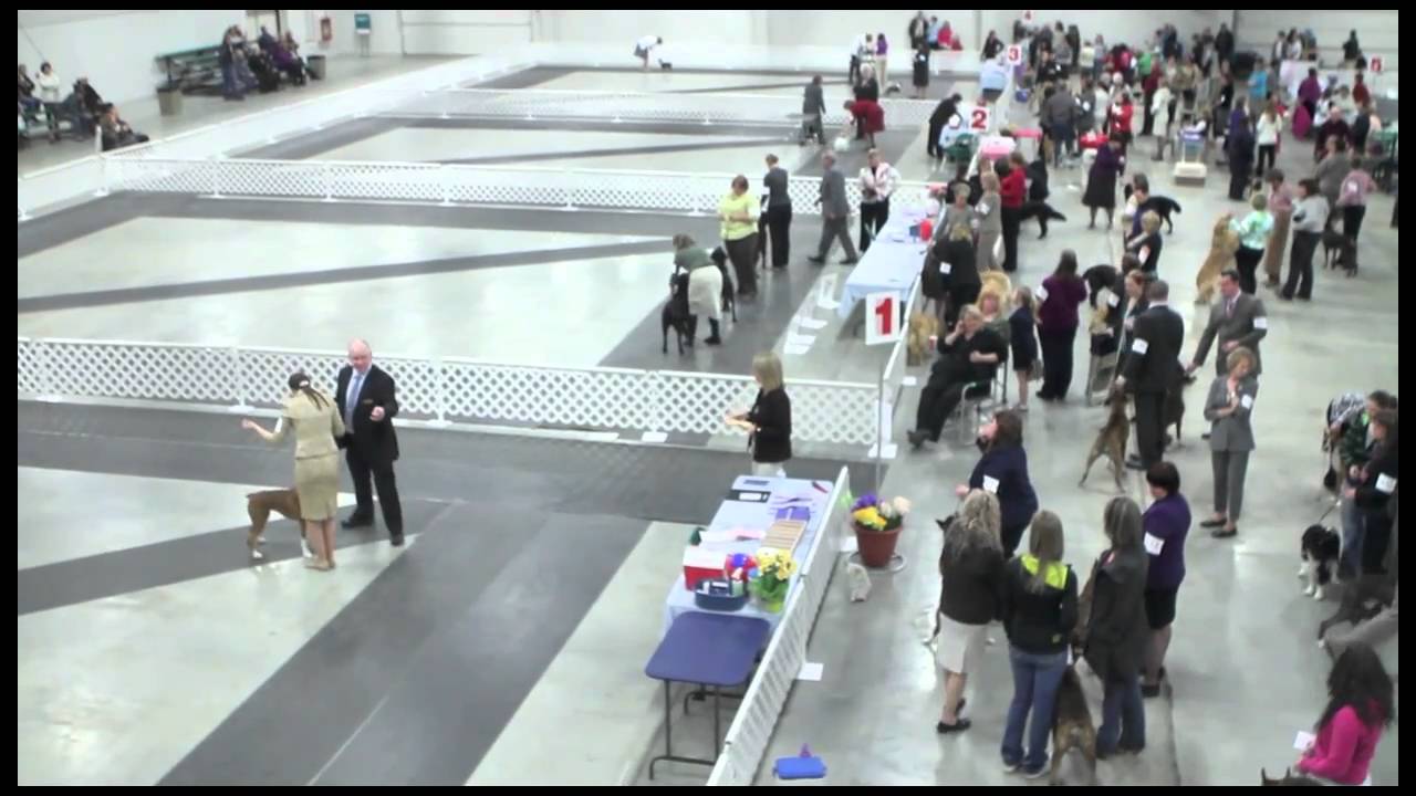 Handlers show off skills at Red Deer dog show