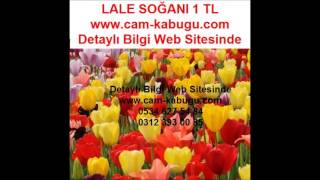 LALE SOĞANI, LALE SOĞANI FİYATI,LALE SOĞANI FİYATLARI,LALE SOĞANI SATIŞ,LALE SOĞANI SATIŞI,LALE SOĞA