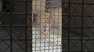 Big Bengal Tiger Power 🐅🔥#BigBengalTiger#BengalTiger#Tiger#RoyalBengalTiger#Wildlife#IndianWildlife
