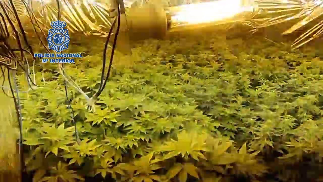 La Policía Nacional desmantela una plantación interior de marihuana