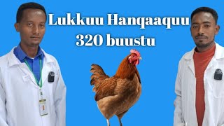 Gosa Lukku Akkamii Oomisha Hanqaaquuf Filachuu Qabna?