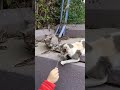 cool day with cats