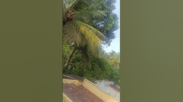 Thumbnail of Nature  # Trees # Song #trending # viral shorts