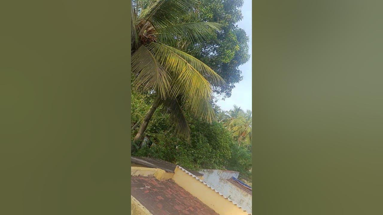 Nature # Trees # Song #trending # viral shorts Nature # Trees # Song #trending # viral shorts