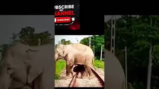 elephant mother save children elephant