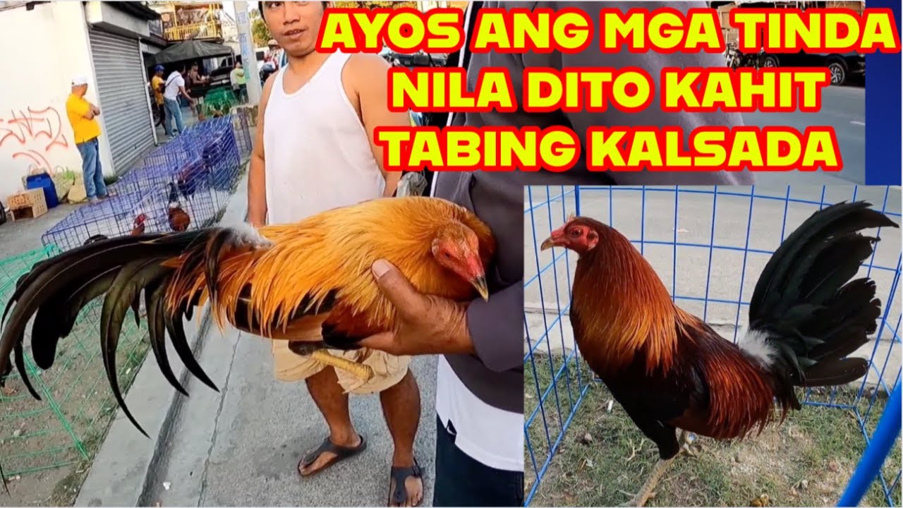 TINDANG MGA MANOK PANABONG NA MADADAANAN MO LANG - YouTube