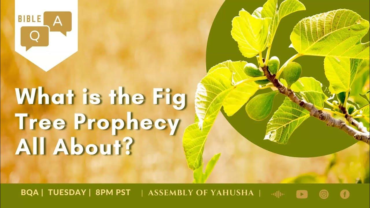 BQA 142 What Is The Fig Tree Prophecy All About? biblestudy biblequestions YouTube