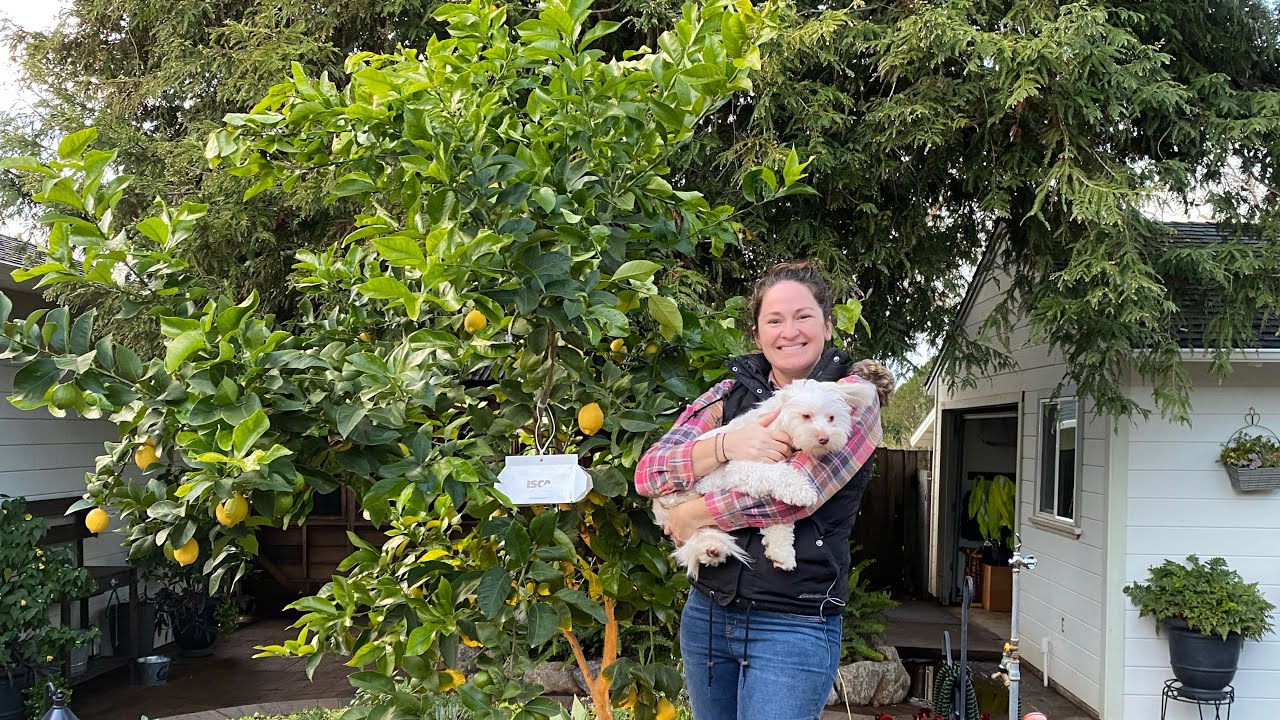 How to prune a lemon tree 🍋 PART 2🍋using tree science as a guide