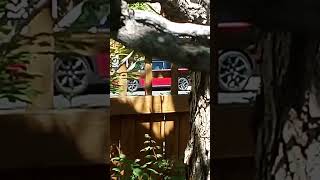 may16 1030am at the exact time I go out this red car pulls up sits there stalking me for 29 minutes may16 1030am at the exact time I go out this red car pulls up sits there stalking me for 29 minutes