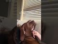 He prefers if I only look at him and never my phone 🤣 #vizsla #puppy #pointer #doghumor #dogmom