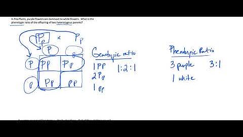 How do I work Genetics problems? Part 1 - Mendelian Genetics
