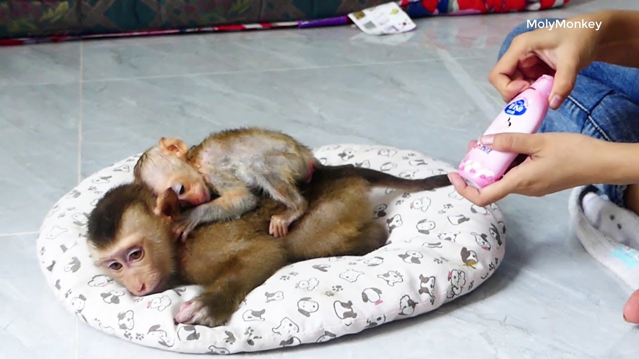the-most-smallest-cc-sleep-h-u-g-molly-waiting-mum-apply-lostion-youtube