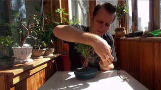 Repotting a 7-year Dwarf Jade Bonsai