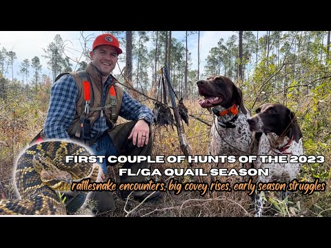 First few WILD FL/GA Quail hunts of the 23' season!