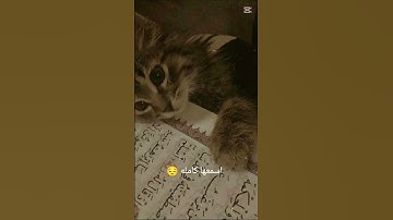 تلاوة هادئة 🤍 #تلاوة_خاشعة #قران_كريم #اكسبلور #quran