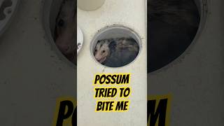 Possum almost gives pool guy rabies! #pool