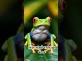“This Frog’s Eyes Can SCARE Predators 😳🐸 | Red-Eyed Tree Frog Facts