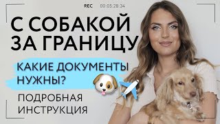 С СОБАКОЙ ЗА ГРАНИЦУ. КАКИЕ ДОКУМЕНТЫ НУЖНЫ? КАК ПЕРЕВЕЗТИ СОБАКУ?ПЕРЕВОЗКА ЖИВОТНЫХ