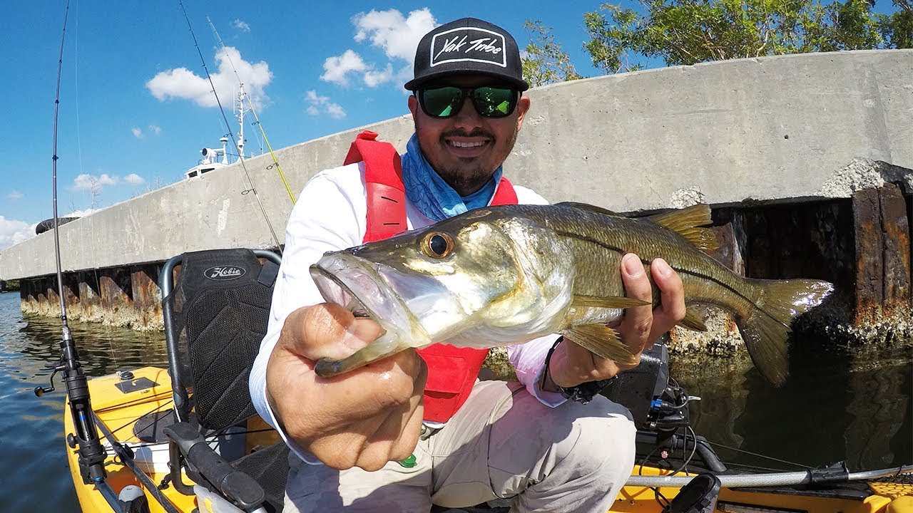 Snook Jumps Into Kayak Tampa Bay Kayak Fishing YouTube